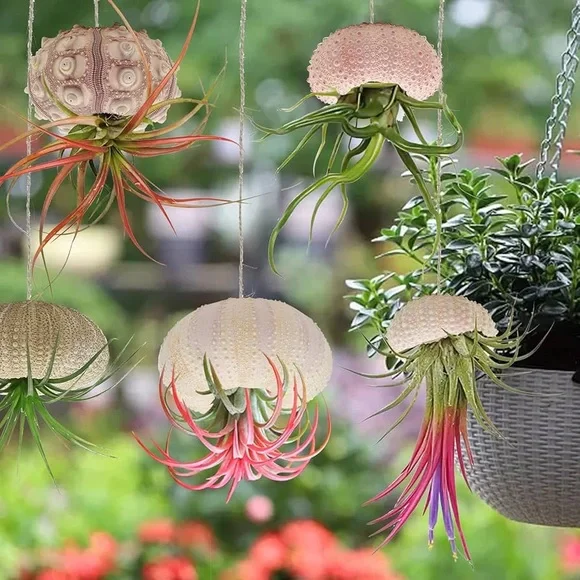 Sea Urchin Shells for Hanging Plant - Picture 9 of 9